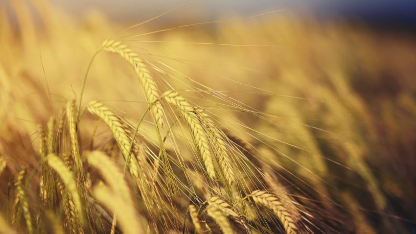 Spikelets of ripe wheat growing on blurred background of field in evening in countryside